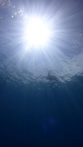 屋久島体験ダイビングでウミガメと一緒に泳ごう！