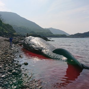 屋久島でマッコウクジラ